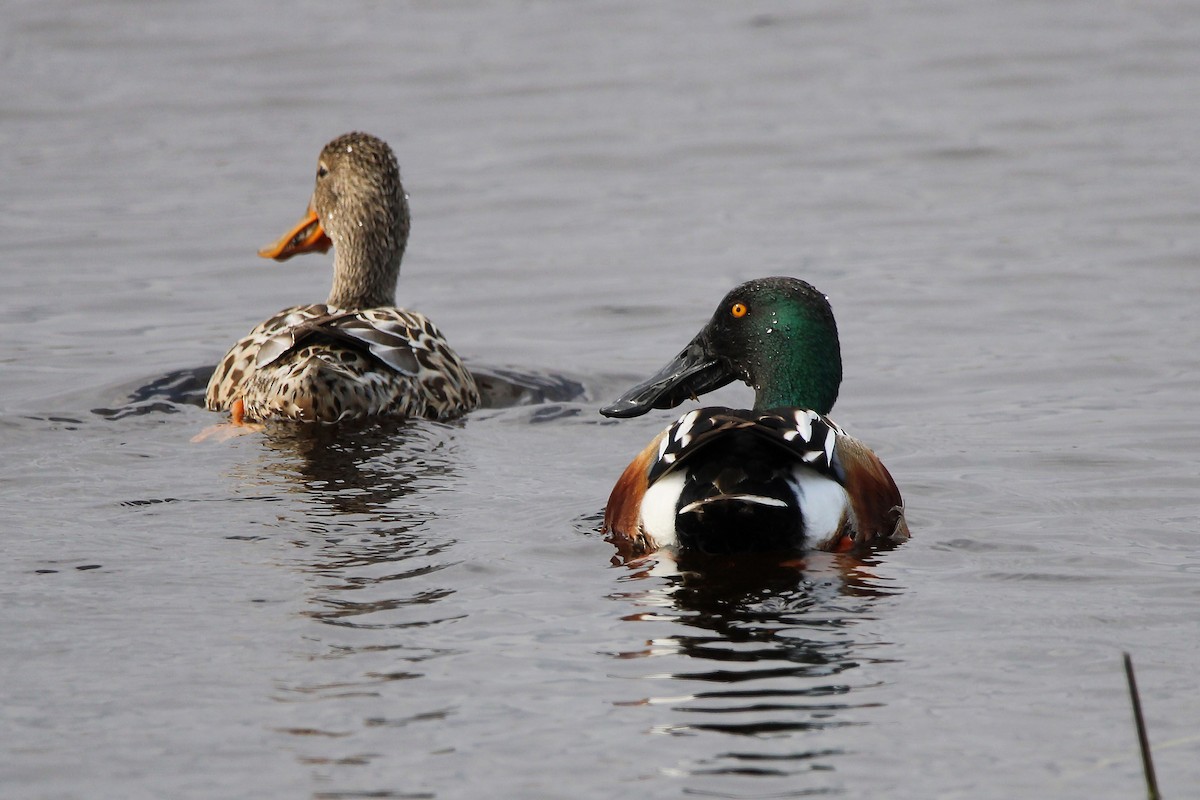 Northern Shoveler - ML566895401