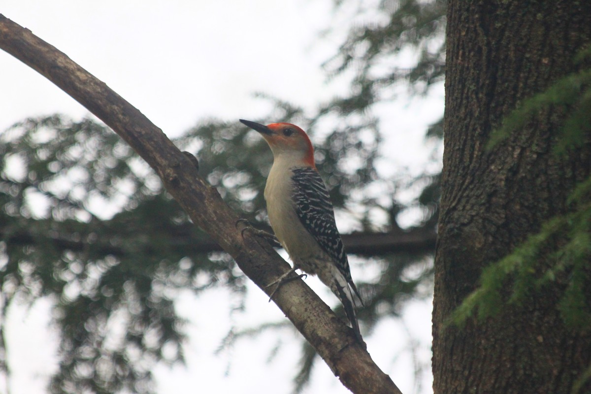 Red-bellied Woodpecker - ML566895651