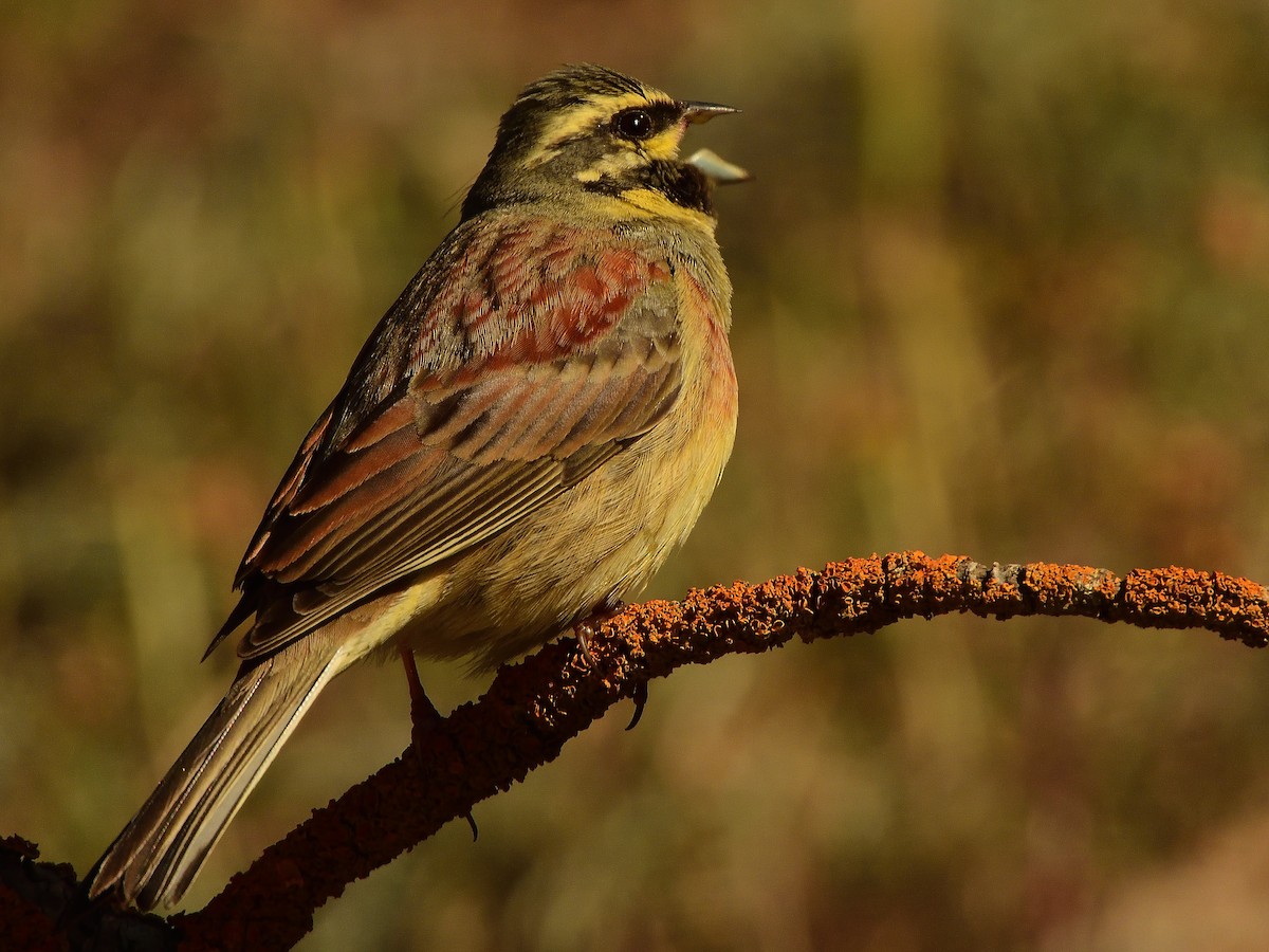 Cirl Bunting - ML566896711