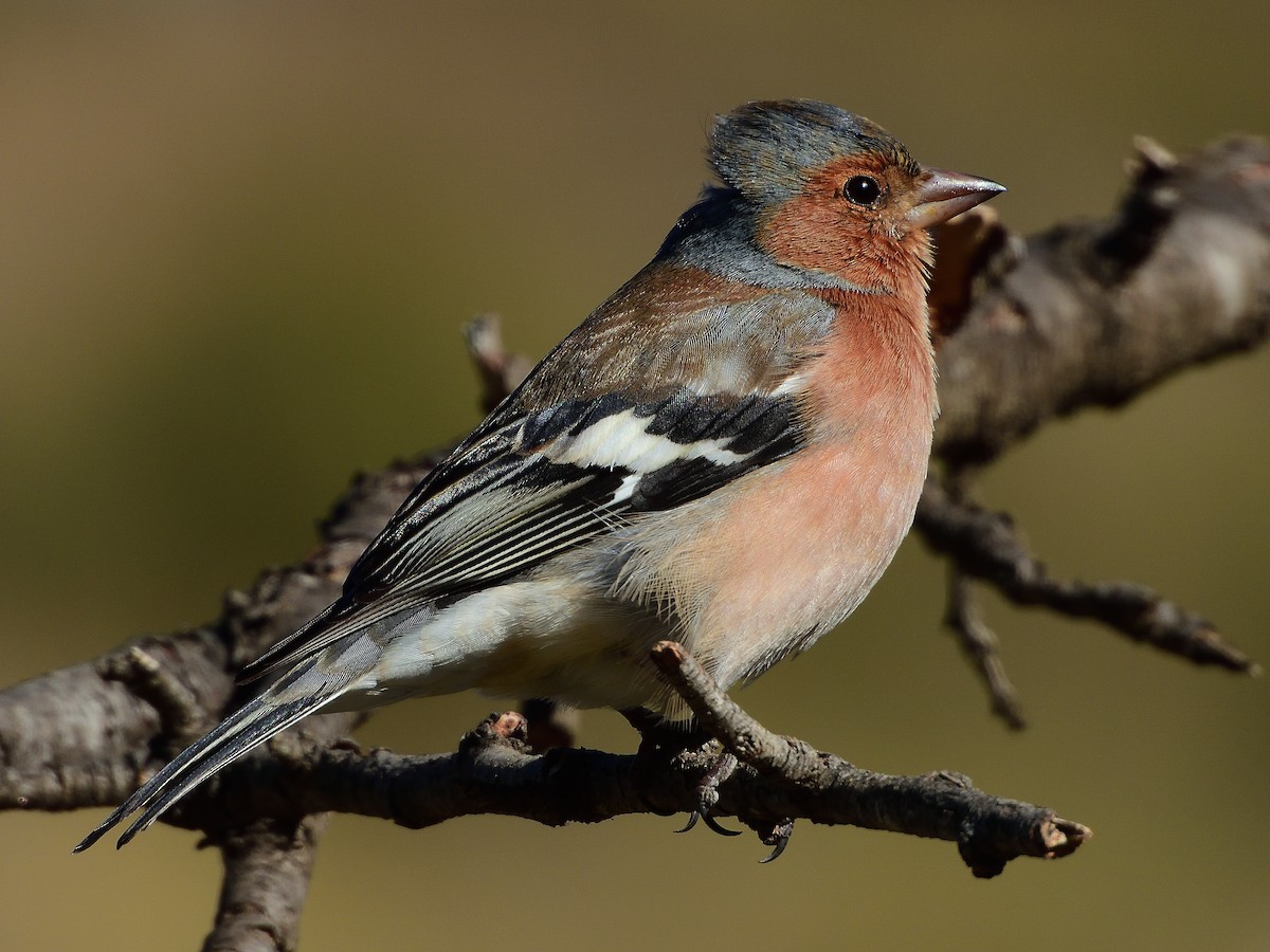 Common Chaffinch - ML566897281