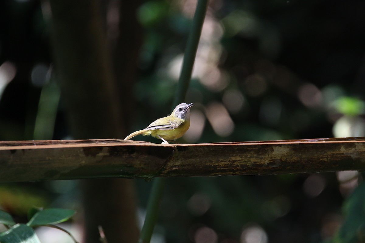 Yellow-bellied Warbler - ML566898231