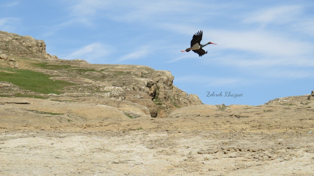 Black Stork - Zohreh Khazaei