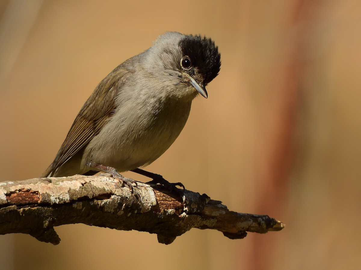 Eurasian Blackcap - ML566898881