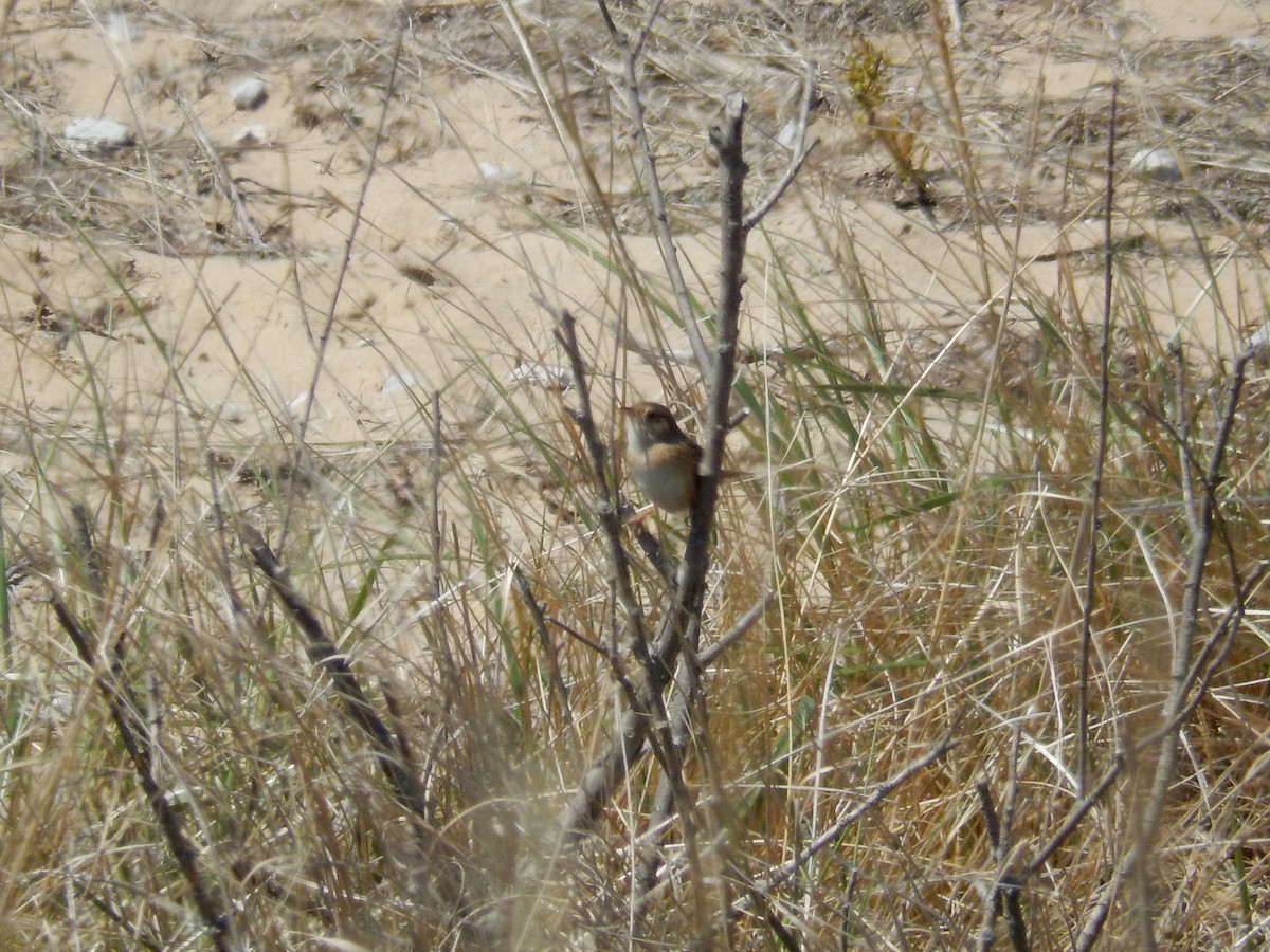 Troglodyte à bec court - ML566899301