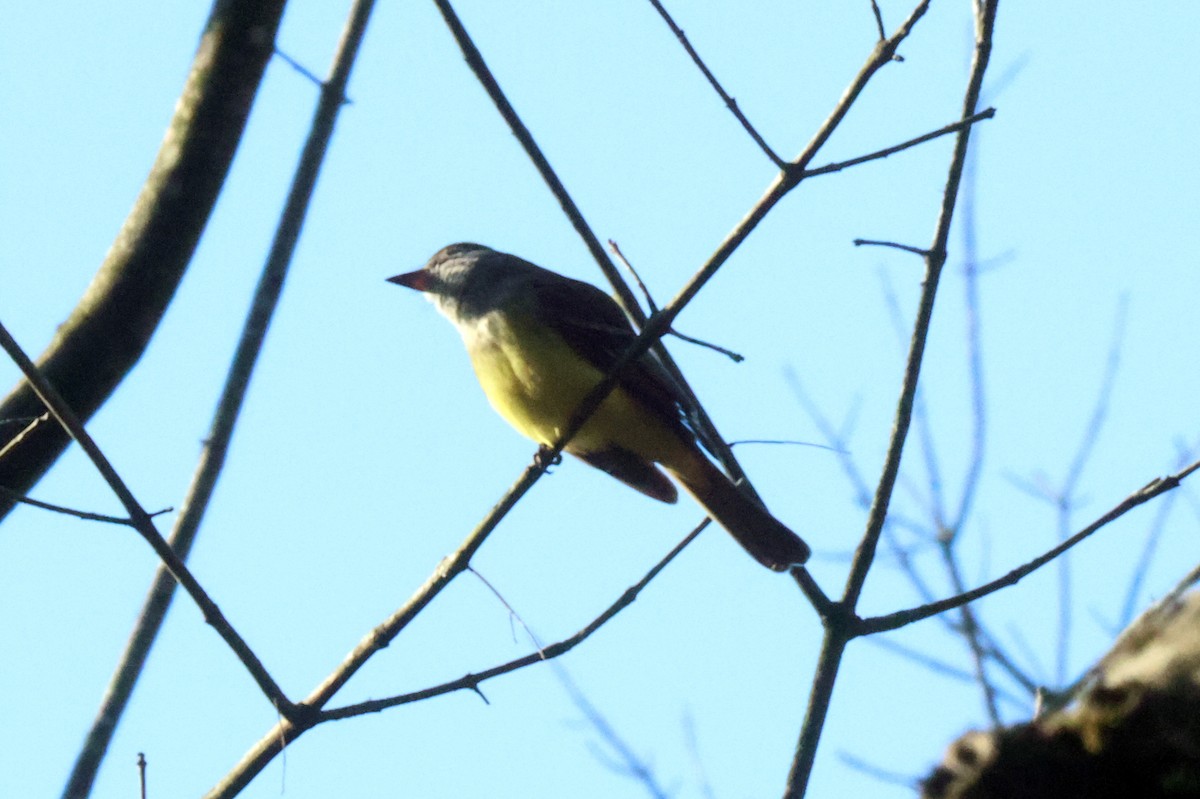 Great Crested Flycatcher - ML566901231