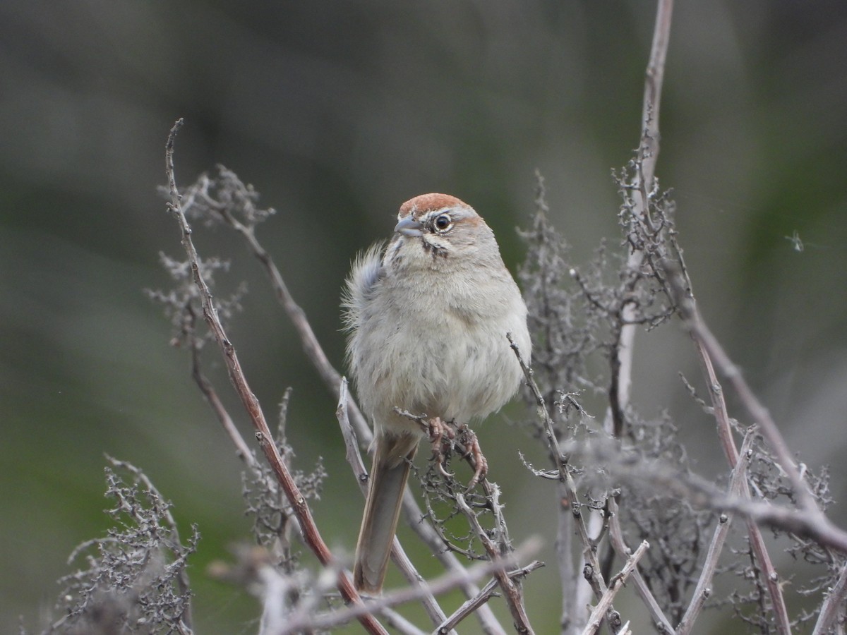 Rufous-crowned Sparrow - ML566903751