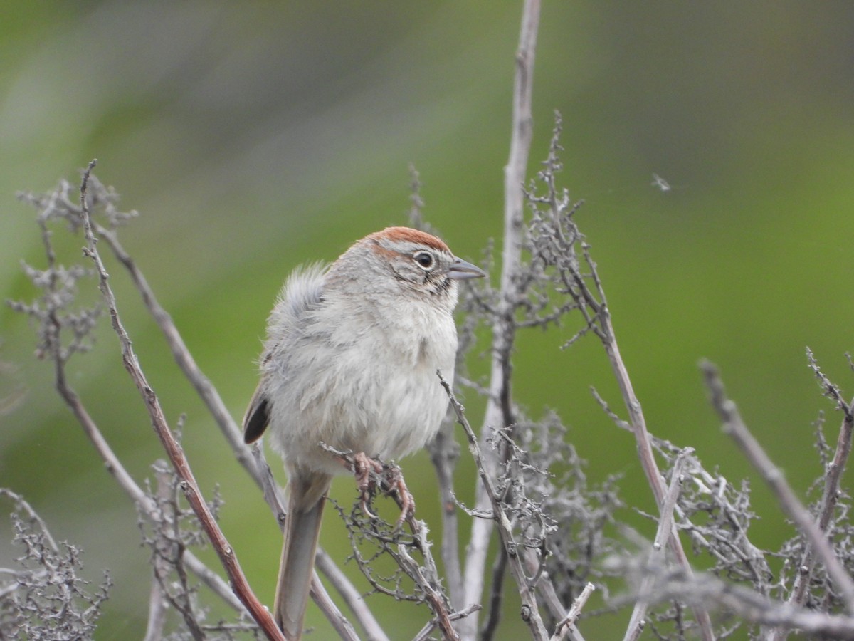 Rufous-crowned Sparrow - ML566903831