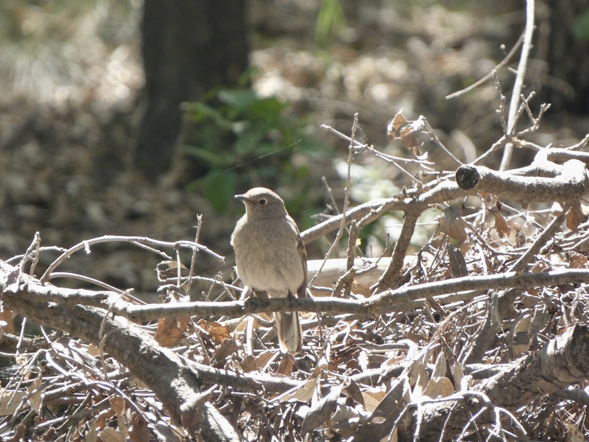 Townsend's Solitaire - ML566904631
