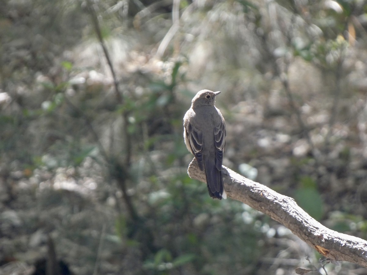 Townsend's Solitaire - ML566904641