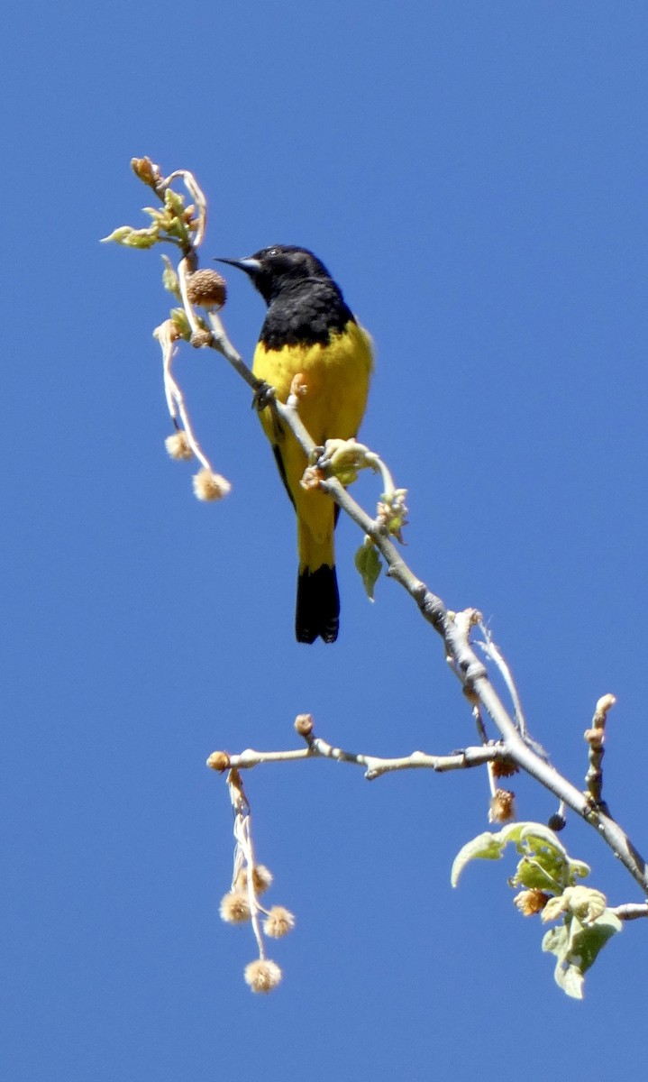 Scott's Oriole - ML566904761