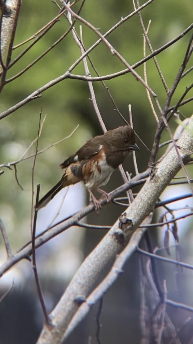 Eastern Towhee - ML566904811