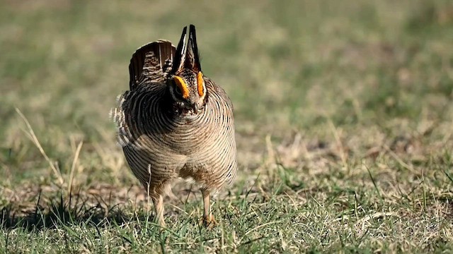 Lesser Prairie-Chicken - ML566905701