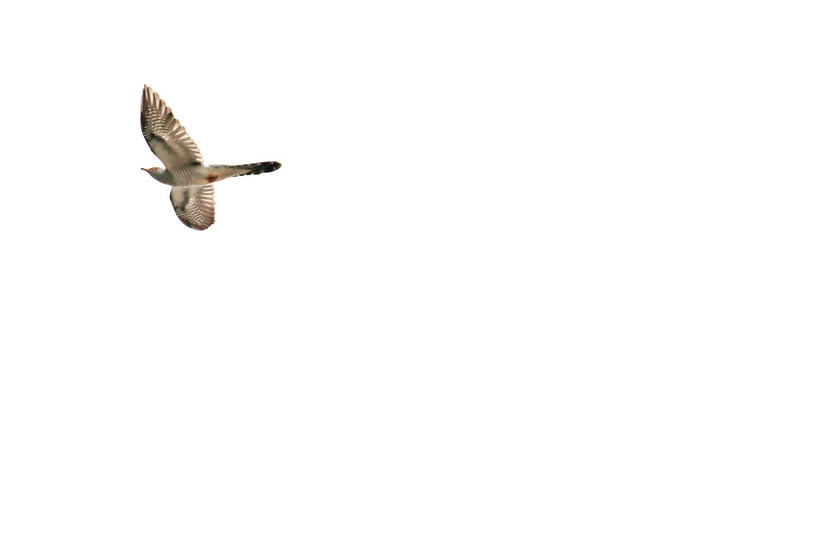 Common Cuckoo - ML566905991