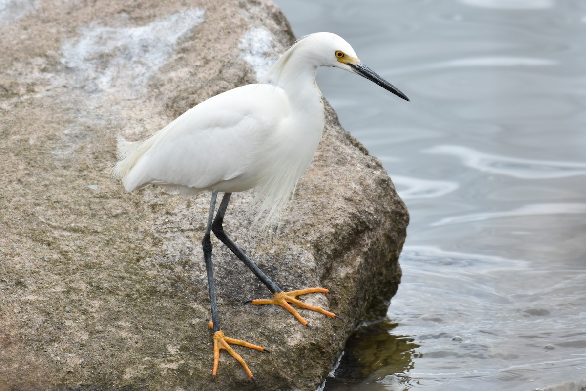 Snowy Egret - tim culp
