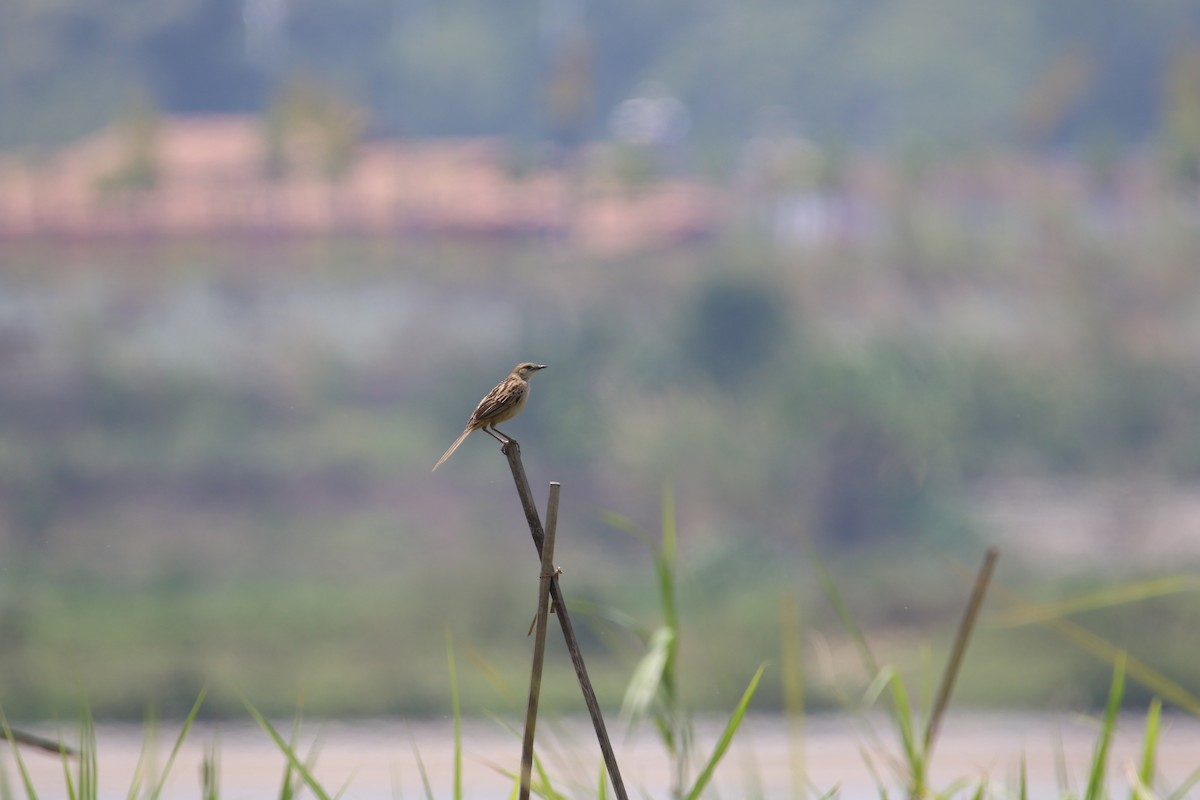 Striated Grassbird - ML566906701