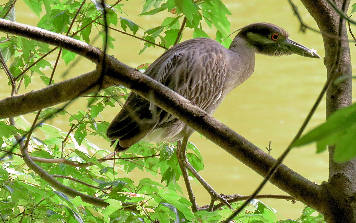 Yellow-crowned Night Heron - Jim O'Neill