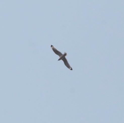 Franklin's Gull - ML566907251