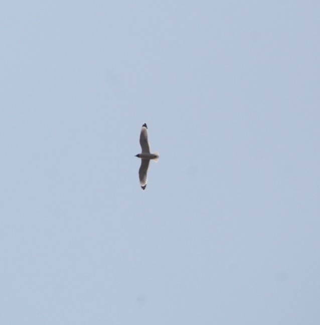 Franklin's Gull - ML566907301