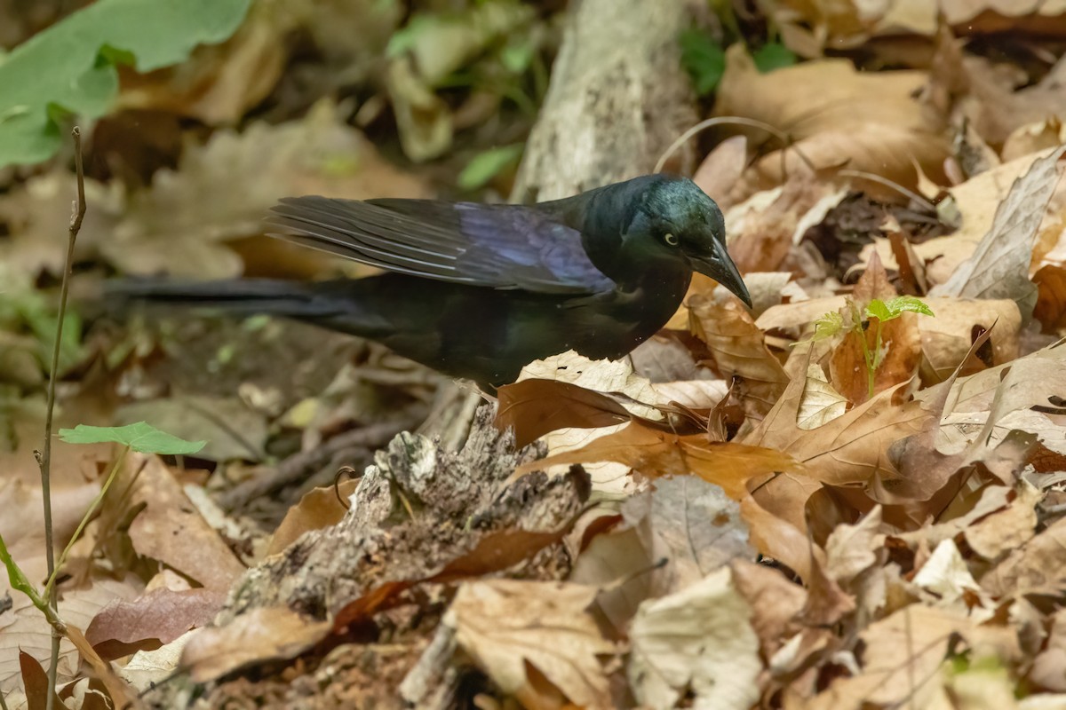 Common Grackle - ML566907901