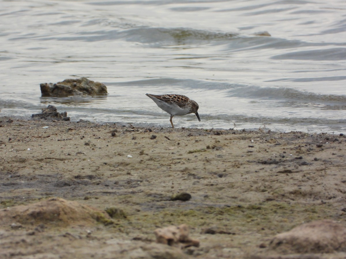 Least Sandpiper - ML566908031