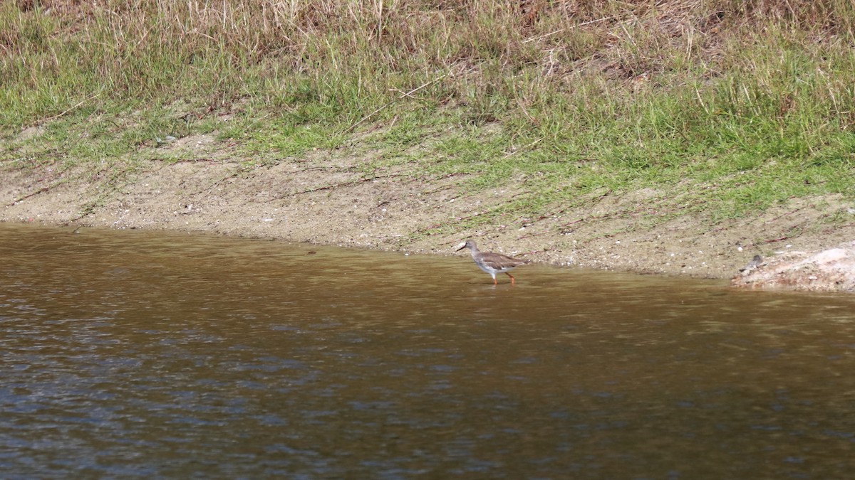 Common/Spotted Redshank - ML566908211