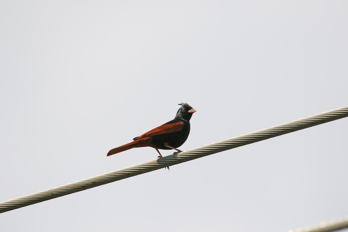 Crested Bunting - ML566908411
