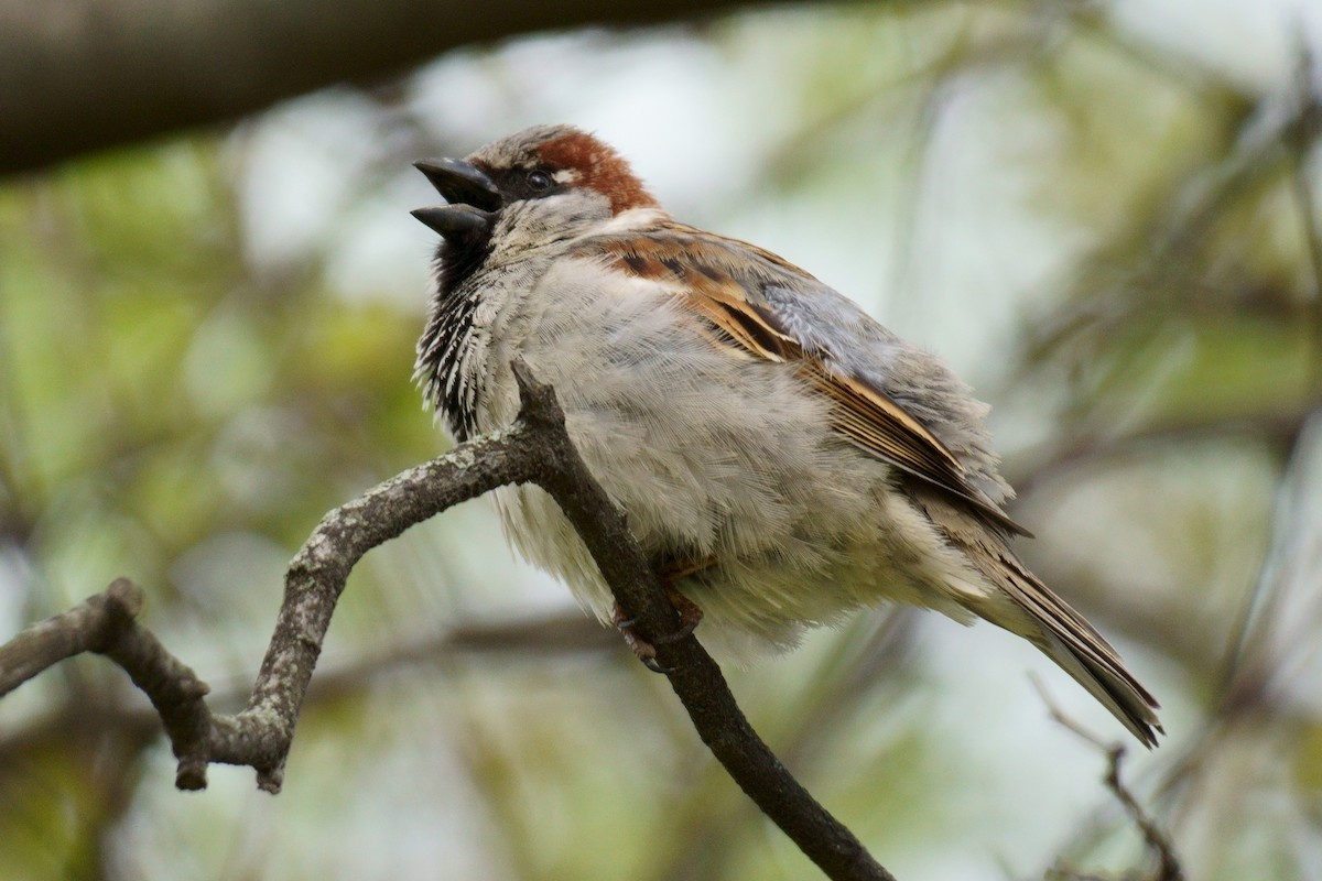 House Sparrow - ML566908741