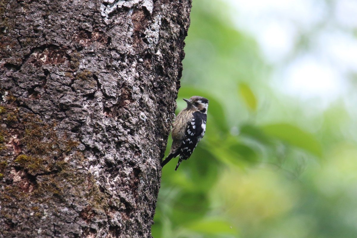 Gray-capped Pygmy Woodpecker - ML566909801