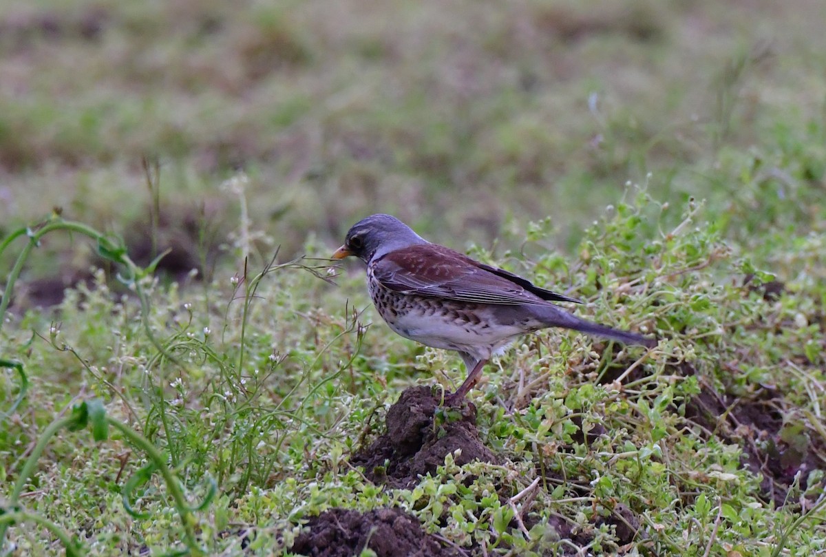 Fieldfare - ML566911131