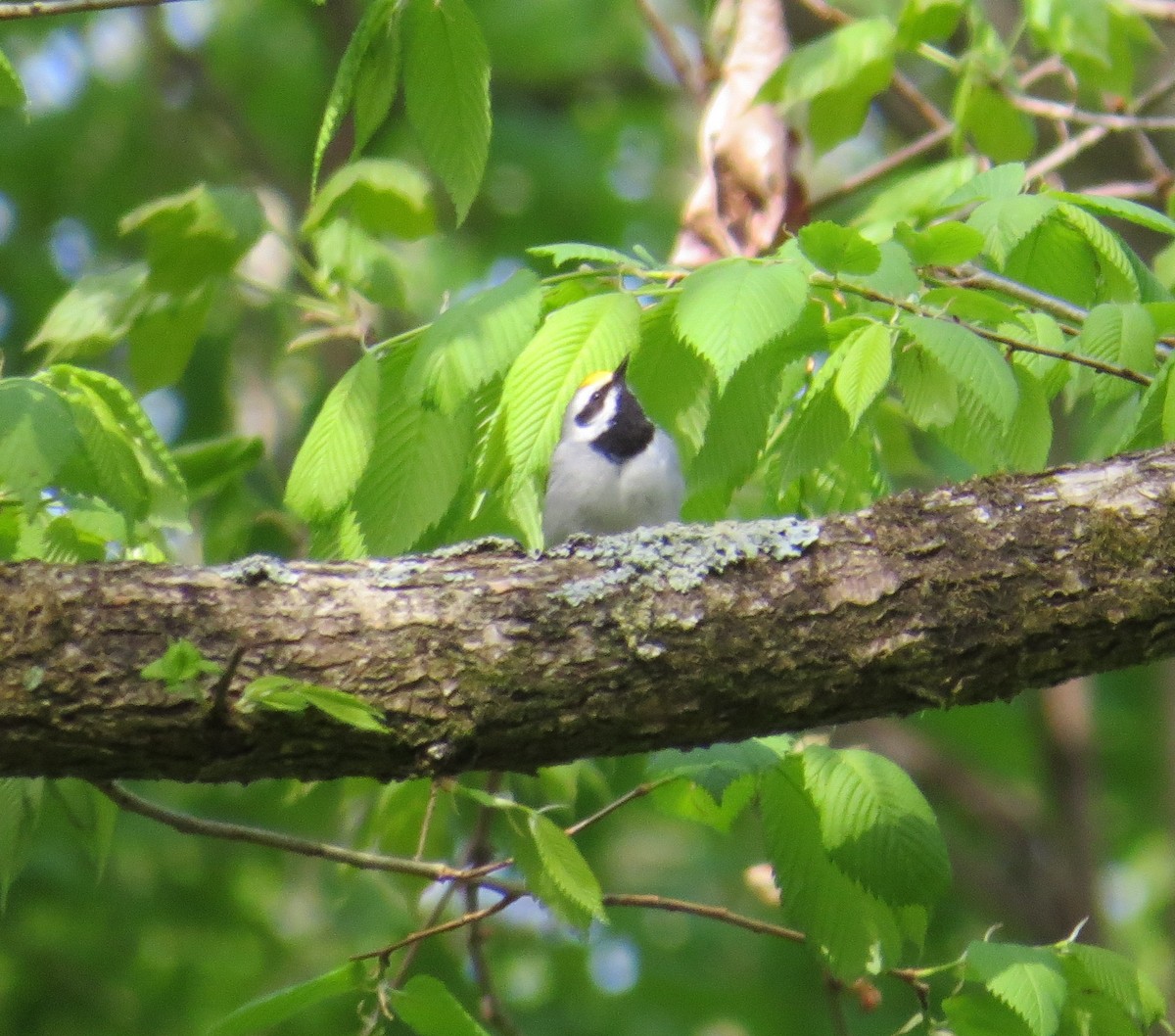 Golden-winged Warbler - ML566911211