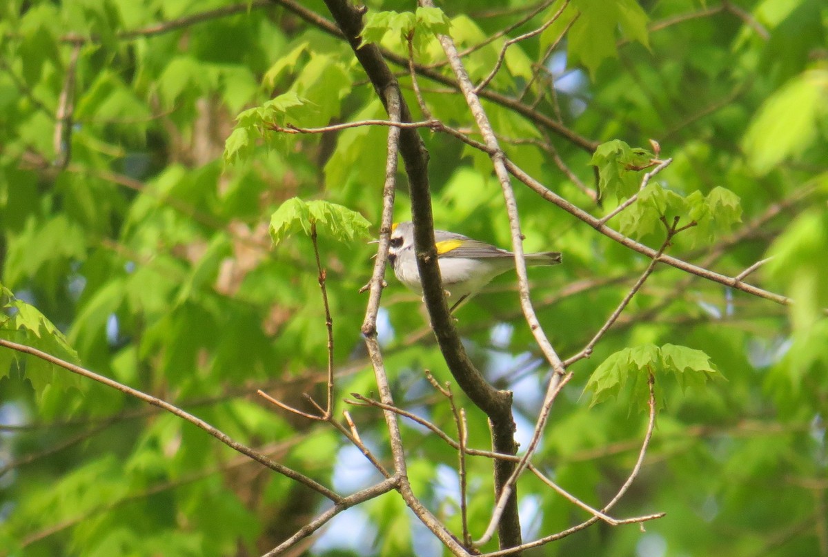 Golden-winged Warbler - ML566911291