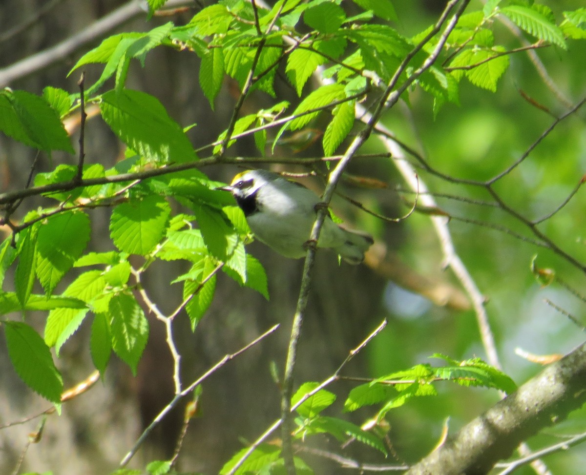 Golden-winged Warbler - ML566911311