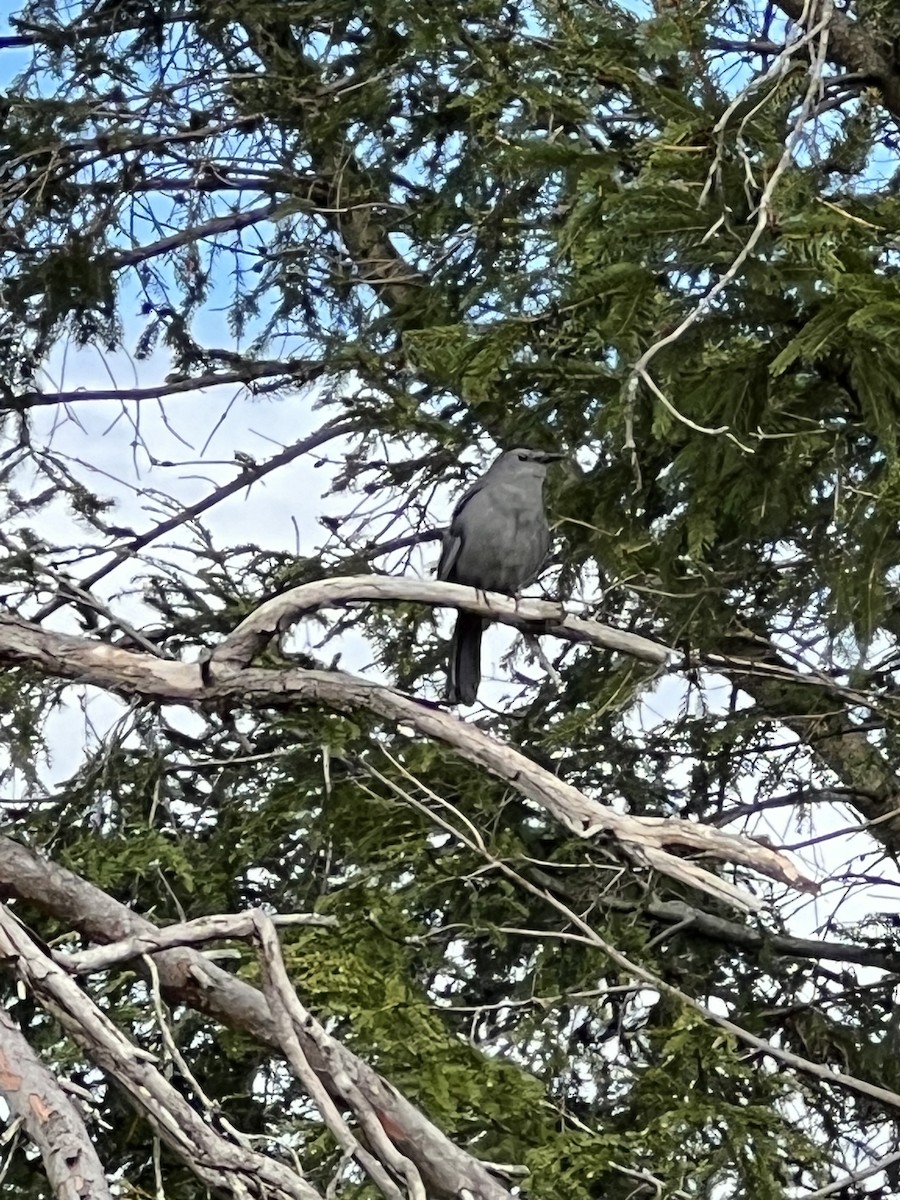 Gray Catbird - ML566911781