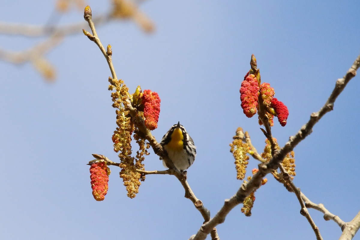 Yellow-throated Warbler (albilora) - ML566912801