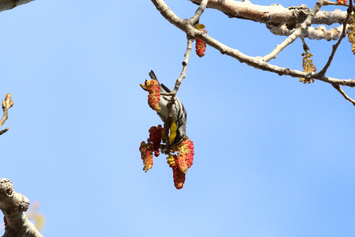 Yellow-throated Warbler (albilora) - ML566912931