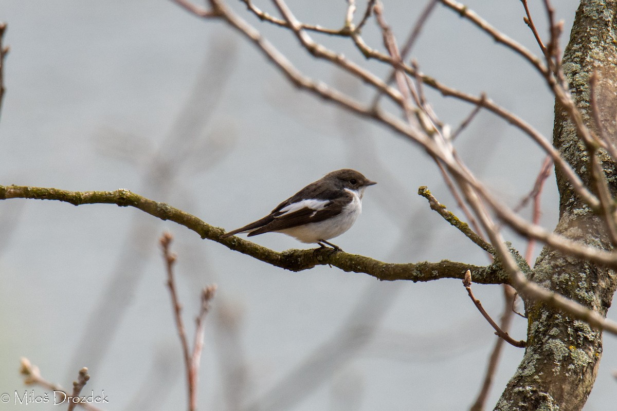 European Pied Flycatcher - ML566913901