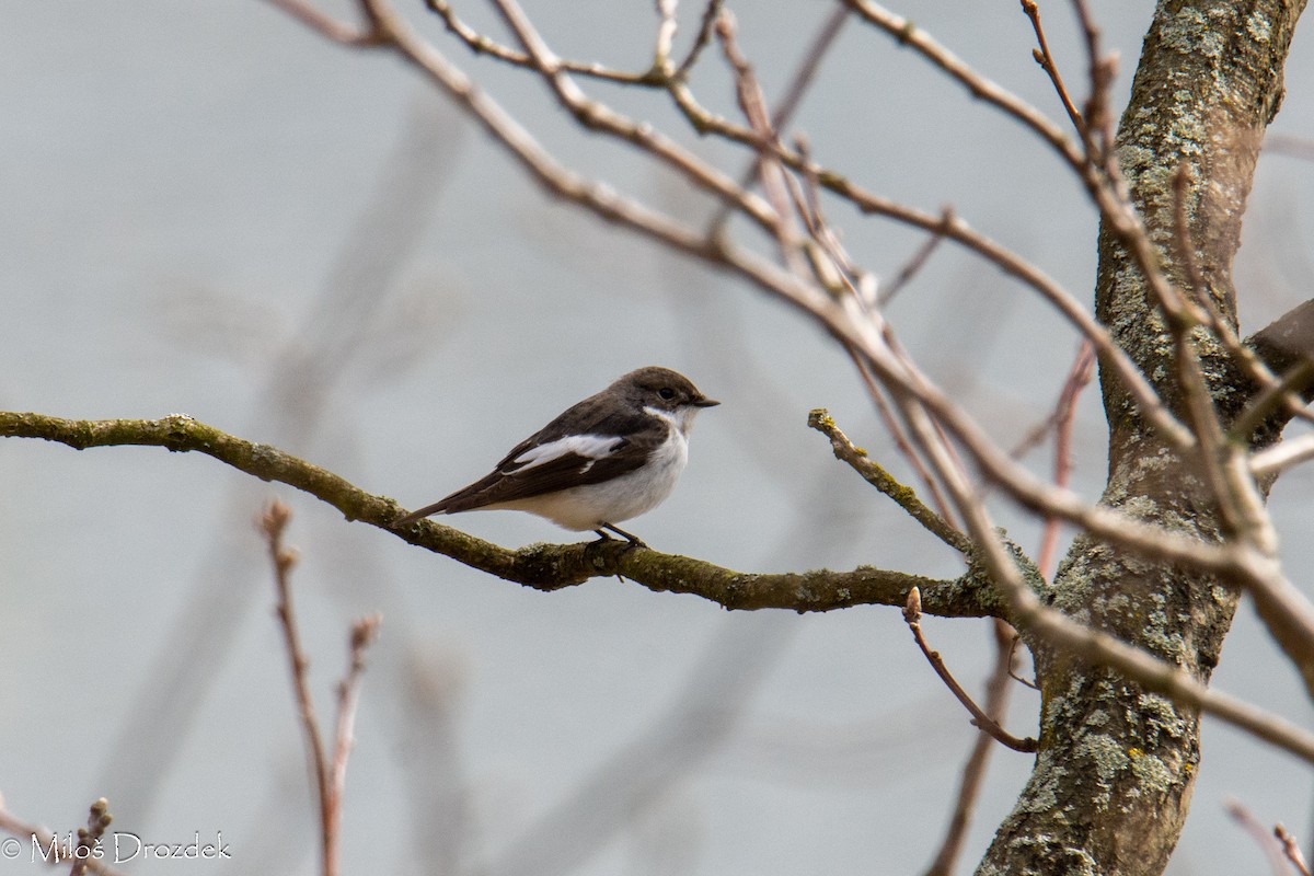 European Pied Flycatcher - ML566913911