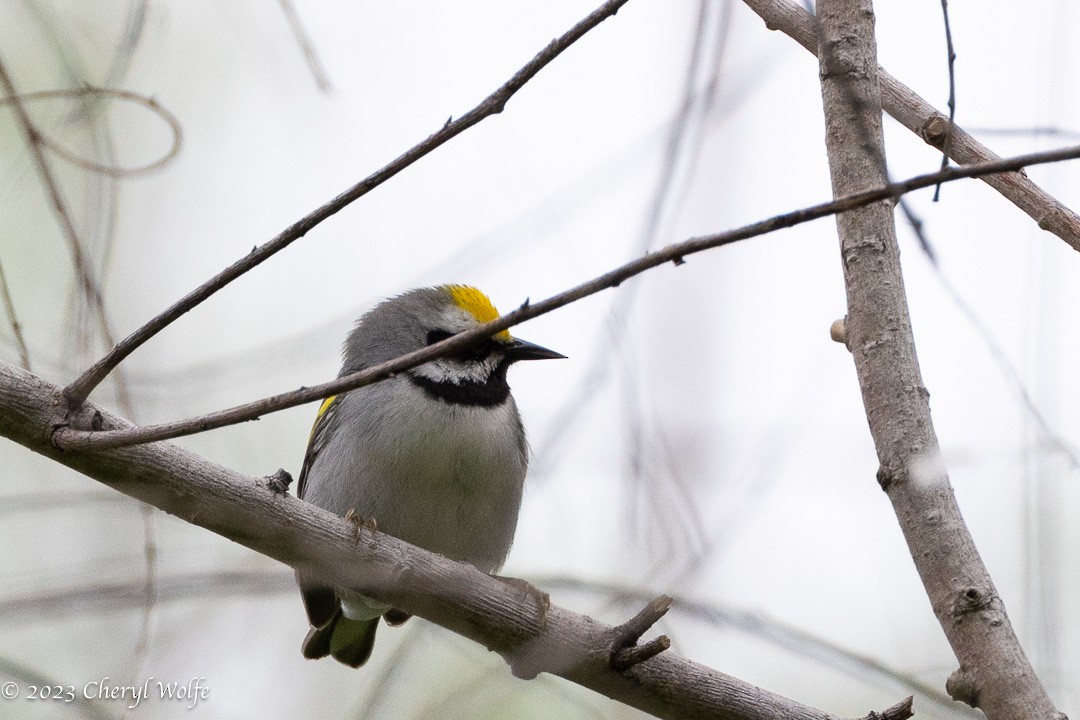 Golden-winged Warbler - ML566914701