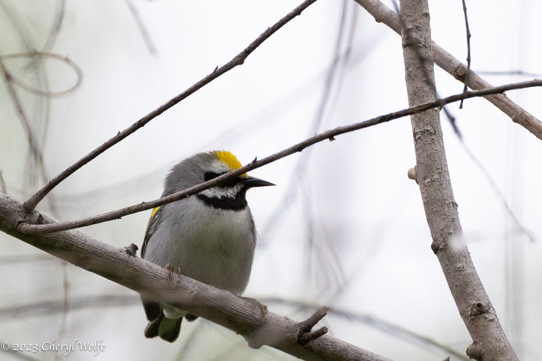 Golden-winged Warbler - ML566914711