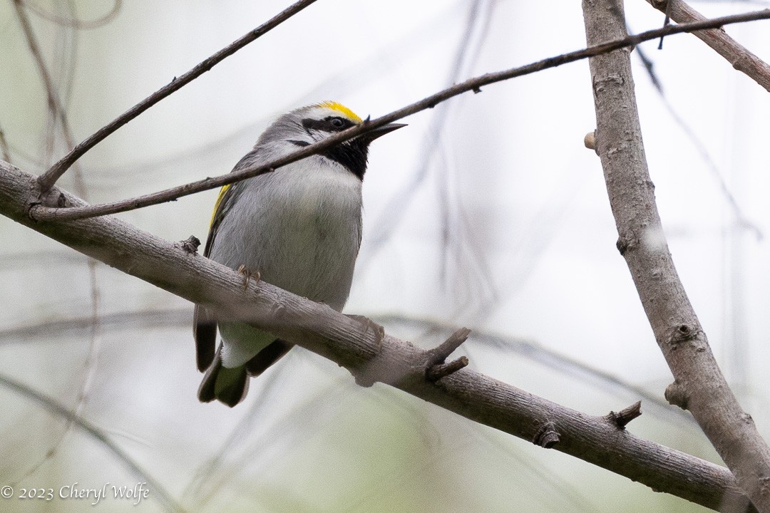 Golden-winged Warbler - ML566914721