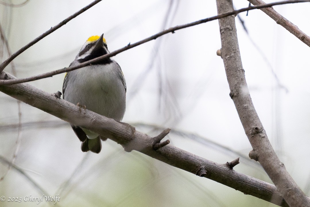 Golden-winged Warbler - ML566914731