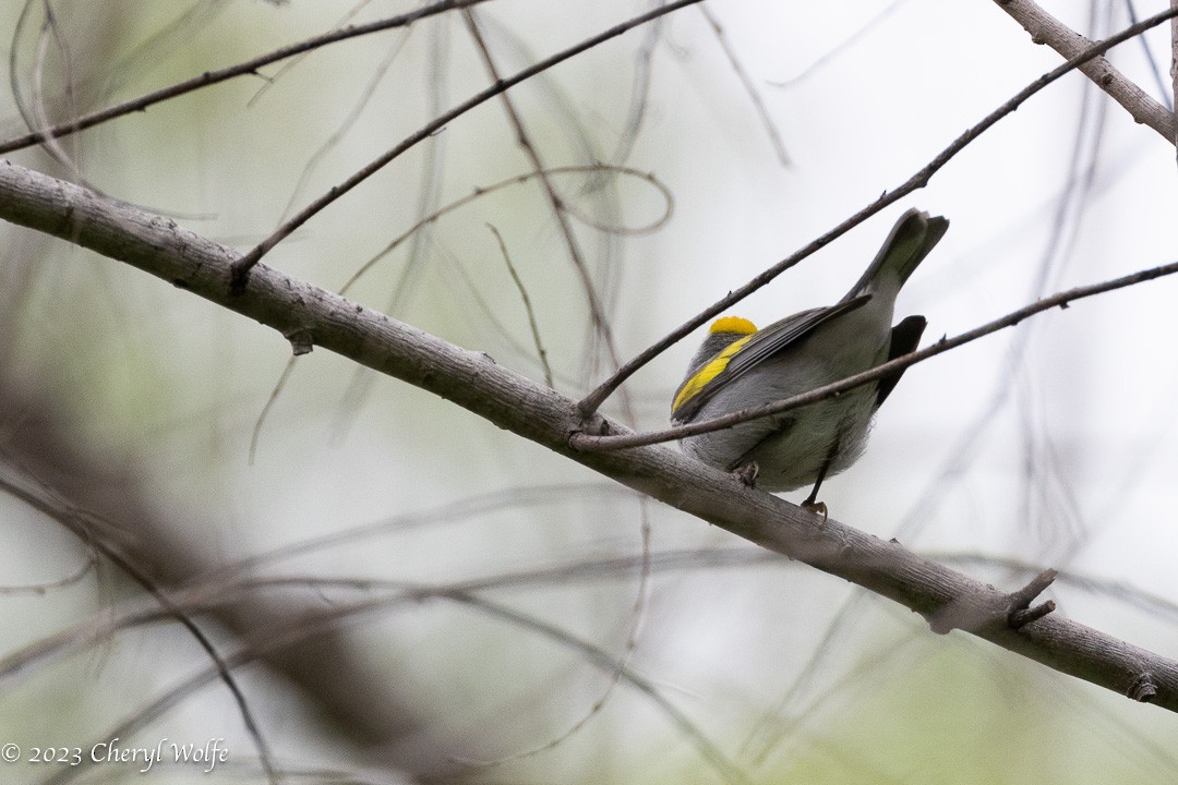 Golden-winged Warbler - ML566915371