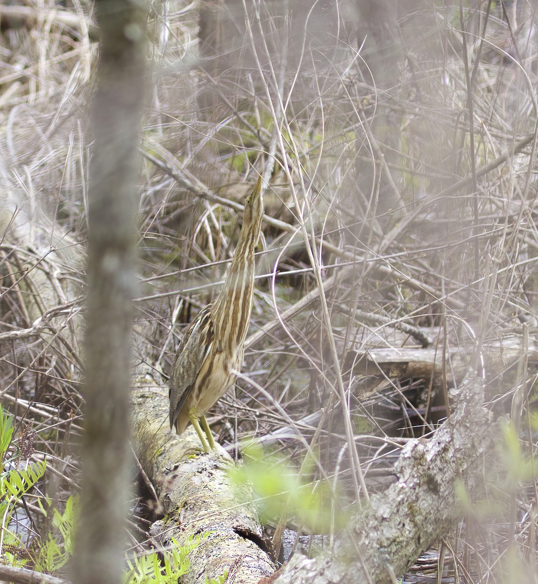 American Bittern - ML566916361