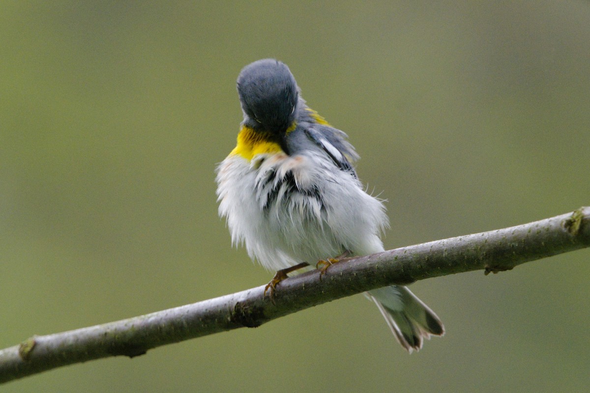 Northern Parula - Braeden Travers