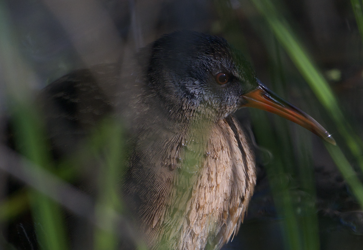 Virginia Rail - ML566918331