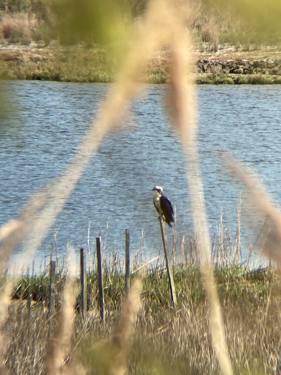 Загасч явлаг - ML566919601