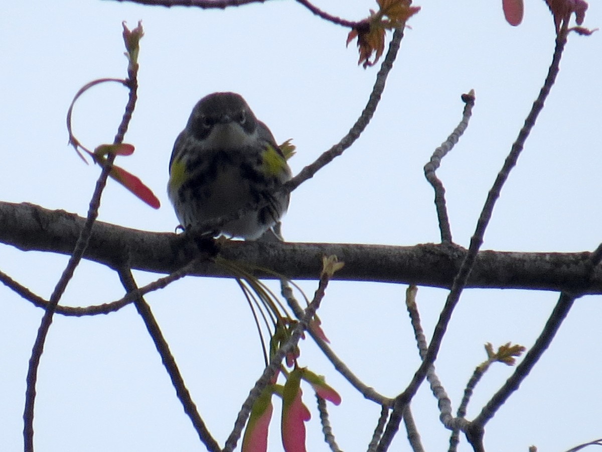 lesňáček žlutoskvrnný (ssp. coronata) - ML566920311