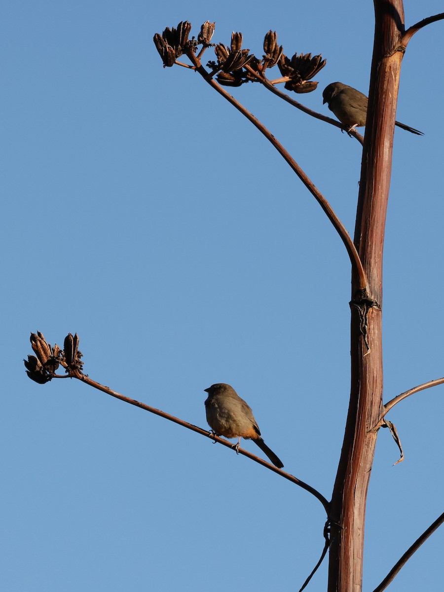 Canyon Towhee - ML566920341