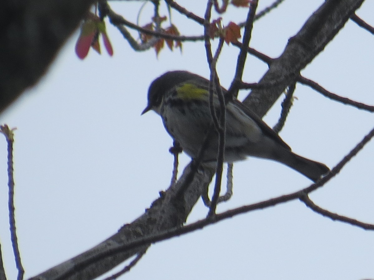 Пісняр-лісовик жовтогузий (підвид coronata) - ML566920401