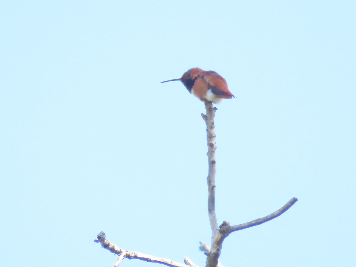 Rufous Hummingbird - ML566921081